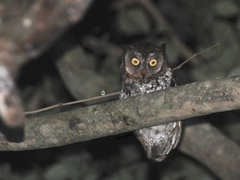 Rinjani Scops-Owl photo 3