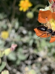 Calliopsis subalpina