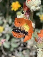 Calliopsis subalpina