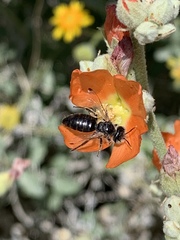 Calliopsis subalpina
