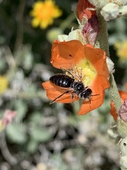 Calliopsis subalpina