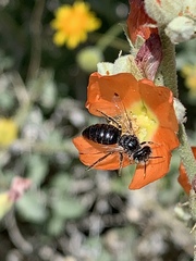 Calliopsis subalpina