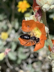Calliopsis subalpina