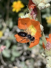 Calliopsis subalpina