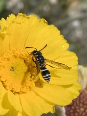Pterocheilus