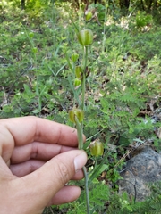 Fritillaria micrantha