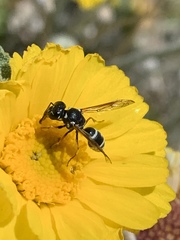 Pterocheilus