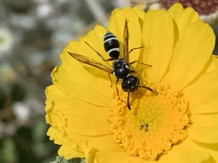 Pterocheilus