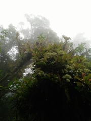 Hydrangea integrifolia