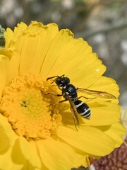 Pterocheilus