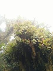 Hydrangea integrifolia