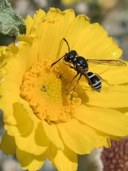 Pterocheilus
