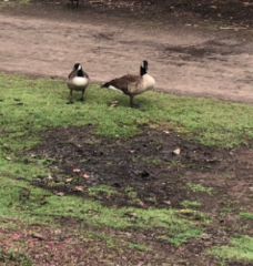 Branta canadensis
