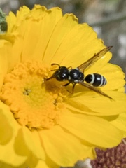Pterocheilus