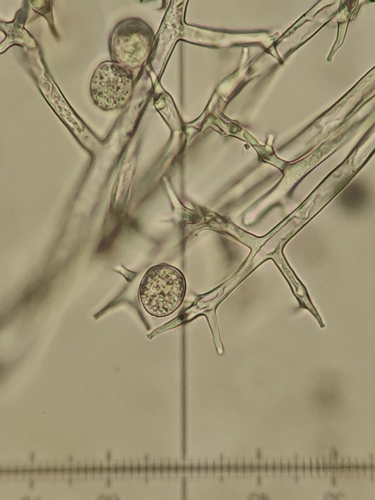 Plasmopara nivea nuotrauka