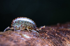 Talitroides topitotum