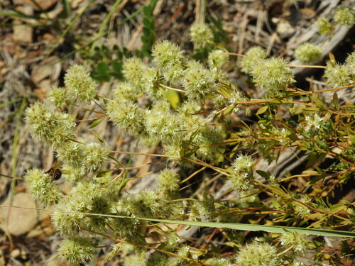 Image of Thymus mastichina by (c) Duarte Frade, some rights reserved (CC BY)