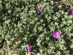 Geranium harveyi