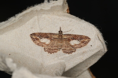 Chloroclystis filata