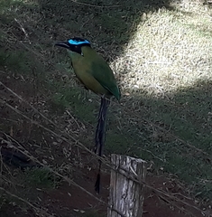 Momotus aequatorialis