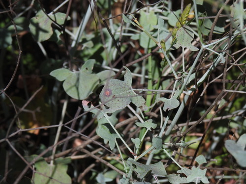 Image of Rumex induratus by (c) Duarte Frade, some rights reserved (CC BY)