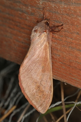 Oxycanus