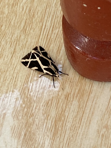 Seydelia ellioti