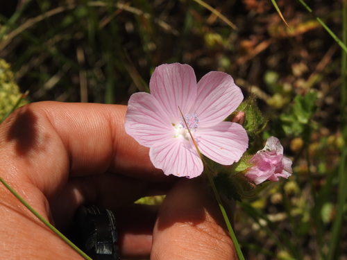 Image of Malva hispanica by (c) Duarte Frade, some rights reserved (CC BY)