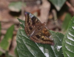 Euthalia aconthea gurda