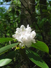 Rhododendron carolinianum