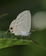 Catopyrops ancyra