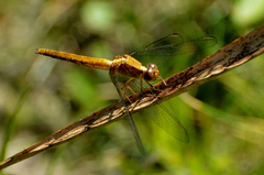 Erythrodiplax melanorubra