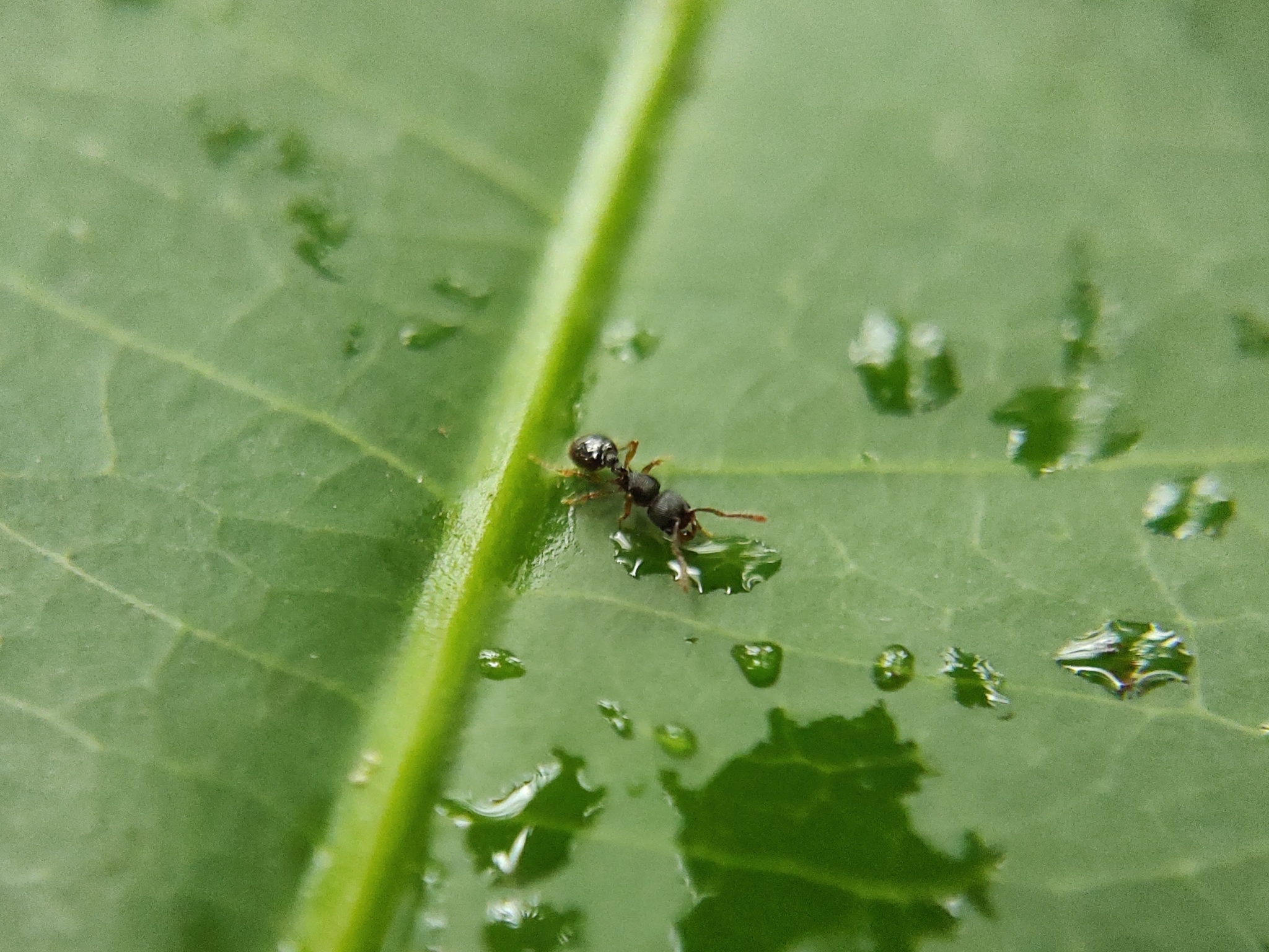 Myrmecina vidyae