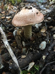 Cortinarius alboroseus
