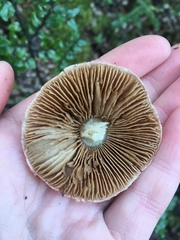 Cortinarius alboroseus