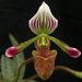 Fowlie's Paphiopedilum - Photo (c) Dalton Holland Baptista, some rights reserved (CC BY-SA)