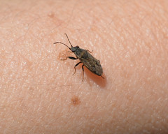 Peritrechus gracilicornis