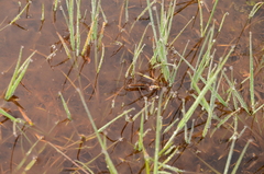 Limnoporus dissortis