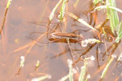 Limnoporus dissortis