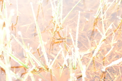 Limnoporus dissortis