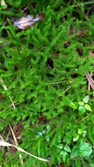 Lycopodium japonicum