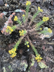 Deinandra clementina