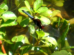 Erythrodiplax melanorubra