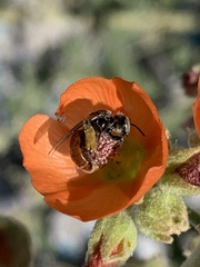 Calliopsis subalpina