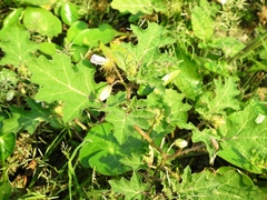 Solanum campechiense