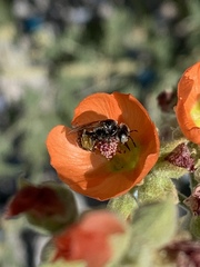 Calliopsis subalpina