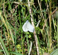 Dismorphiinae