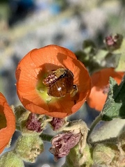 Calliopsis subalpina