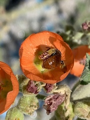Calliopsis subalpina