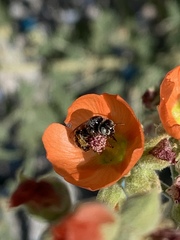 Calliopsis subalpina